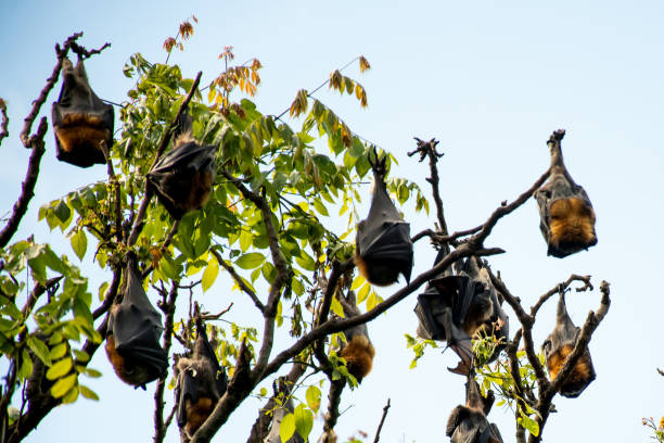 istock Grey-headed flying foxes hanging in a tree. Australian native animal mega bat 1355257765
