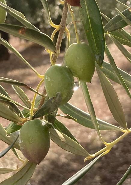 olives vertes baignées de pluie et de soleil, essentielles pour une bonne huile - nature rain crop europe photos et images de collection