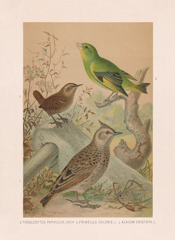 Passeriformes: a) Eurasian wren (Troglodytes troglodytes, or Troglodytes parvulus); b) European greenfinch (Chloris chloris, or Fringilla chloris); c) Crested lark (Galerida cristata, or Alauda cristata). Chromolithograph after a watercolor by Emil Schmidt, published in 1887.