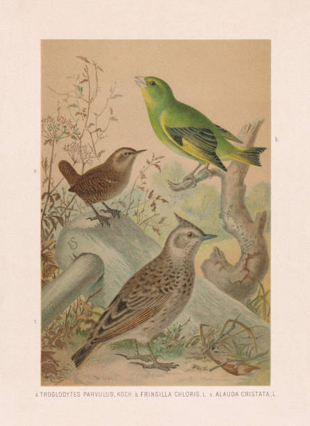Passeriformes: Wren, greenfinch, and crested lark, chromolithograph, published in 1887 Passeriformes: a) Eurasian wren (Troglodytes troglodytes, or Troglodytes parvulus); b) European greenfinch (Chloris chloris, or Fringilla chloris); c) Crested lark (Galerida cristata, or Alauda cristata). Chromolithograph after a watercolor by Emil Schmidt, published in 1887. galerida cristata stock illustrations