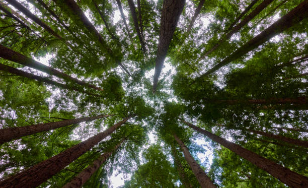 istock Crowns of giant Sequoia trees from below in forest 1355259593