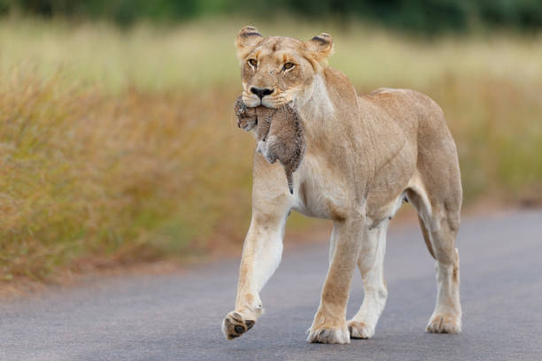 istock Lioness carrying her cub in Kruger National Park 1355259601