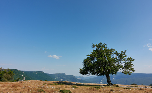 The solitude of the top makes it lean but persist