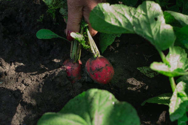 istock Eco Radish Harvest, Organic Vegetable Crop, Radish Picking 1355260140