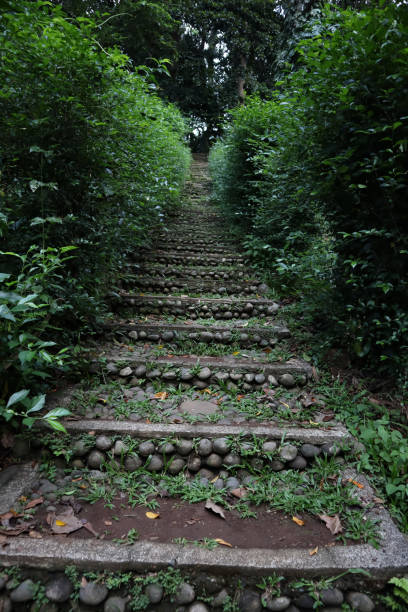 istock the way up with green trees on both sides 1355260912
