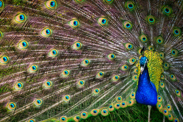 istock Birds in Scotland 1355261039
