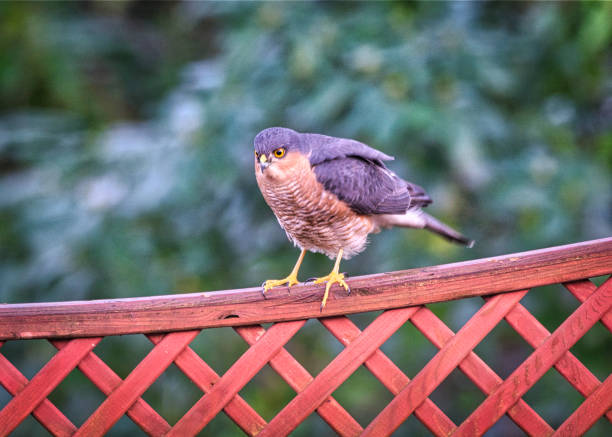 istock Birds in Scotland 1355261041