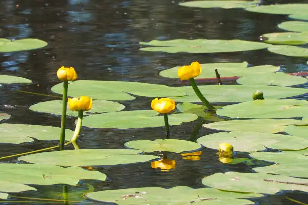 Thickets and flowers of yellow water lily in the pond. Beautiful water yellow lily flowers. Nuphar lutea