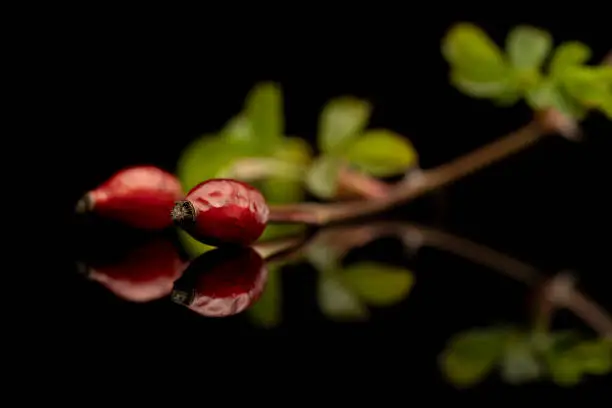 Photo of twig with rose hips on a reflective surface