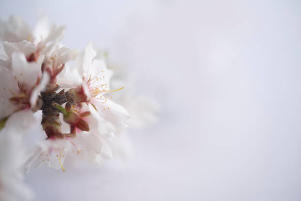 a twig with almond blossoms on a white background