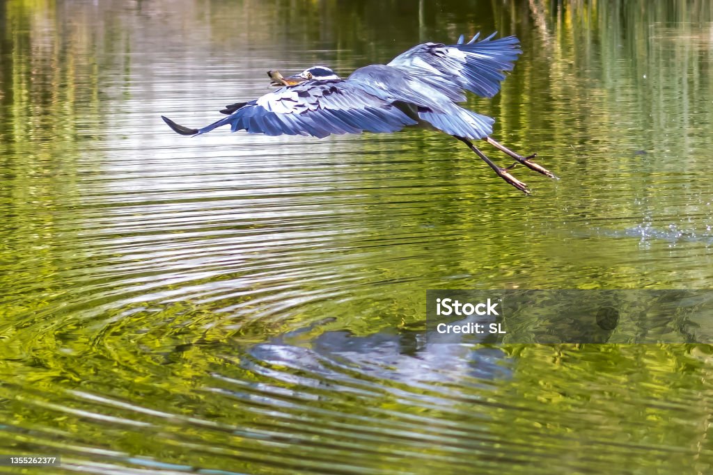 A common grey heron at a pond in the so called Palmengarten in Frankfurt at a sunny day in summer. This picture was taken in Raw format and edited in Adobe Lightroom. Animal Stock Photo