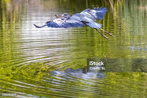 A Common Grey Heron At A Pond In The So Called Palmengarten In Frankfurt At A Sunny Day In Summer Stock Photo - Download Image Now