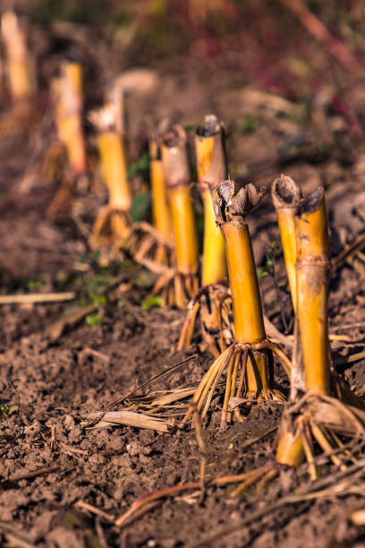 istock Cut corn stalks on a corn field in South Hesse, Germany 1355262499