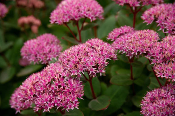 istock green leaves and pink flowers. 1355263814