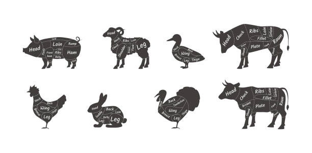 illustrations, cliparts, dessins animés et icônes de schéma de pièce d’animal de diagramme de boucher. mouton, agneau, porc, canard, poulet, dinde, vache, lapin - cochon dinde