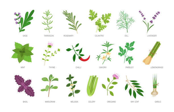 essbare kräuter mit namensaufschrift gesetzt. gesunde pflanzliche lebensmittelzutaten und gewürze - herb tarragon thyme parsley stock-grafiken, -clipart, -cartoons und -symbole