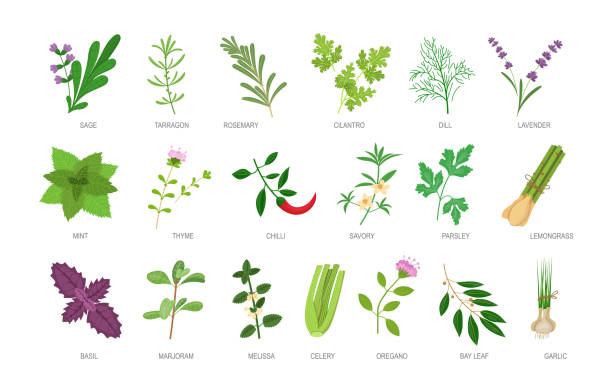 сытные травы с названиями набор надписей. здоровые растительные пищевые ингредиенты и специи - parsley cilantro leaf leaf vegetable stock illustrations