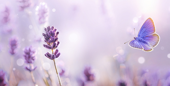 Blossoming Lavender flowers with dew and flying butterfly in summer morning background . Purple growing Lavender close-up