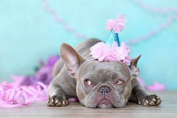 istock Birthday party dog 1355269745