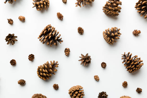 istock pine cones on colored table. natural holiday background with pinecones grouped together. Flat lay. Winter concept 1355270049