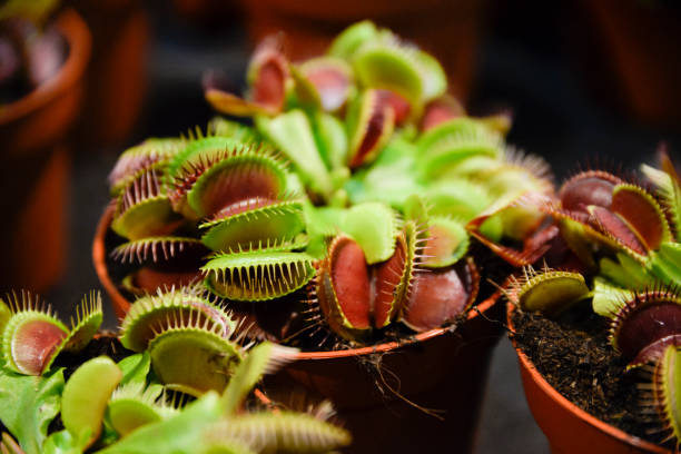 Dionaea muscipula blooming in a pot at home. Dionaea muscipula blooming in a pot at home. insectivore stock pictures, royalty-free photos & images