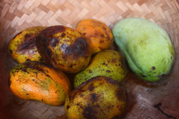 Mango Ripe And Rotten 190+ Rotten Mango Stock Photos, Pictures & Royalty-Free Images - iStock
