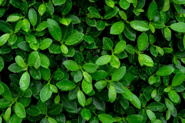 istock tropical leaves, abstract green leaves texture, nature background 1355271746