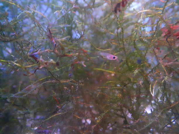 istock Guppy in the aquarium with green moss 1355271957