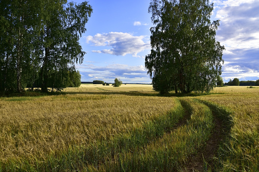 Endless fields sown with cereals in the vastness of the Western Urals.