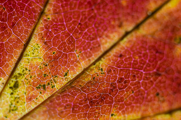 istock Autumn leaves dyed red 1355272837