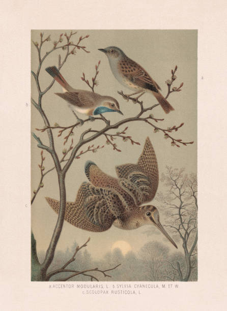 Passeriformes and sandpipers: Dunnock, bluethroat, and woodcock, chromolithograph, published 1887 Passeriformes and sandpipers: a) Dunnock (Prunella modularis, or Accentor modularis); b) Bluethroat (Luscinia svecica, or Sylvia cyanecula); c) Eurasian woodcock (Scolopax rusticola). Chromolithograph after a watercolor by Emil Schmidt, published in 1887. bluethroat stock illustrations