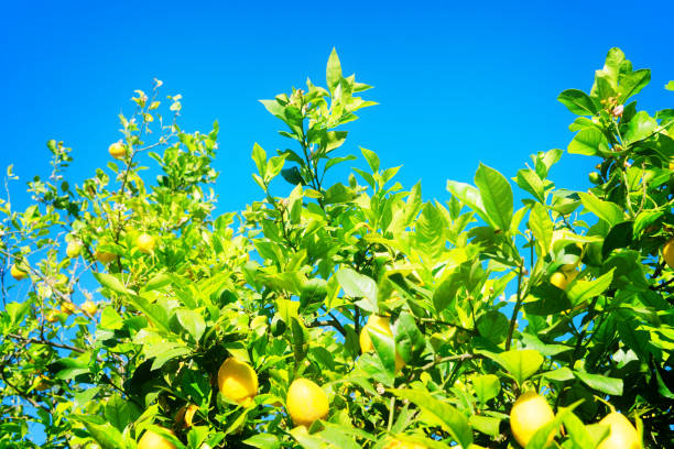 istock Lemon garden with fruits 1355273195