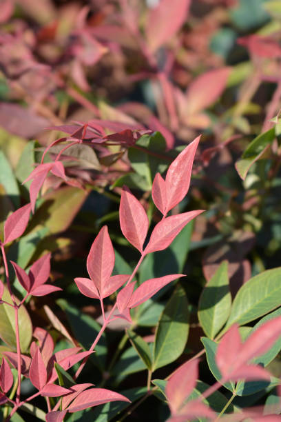 bambu celestial obcecado - nandina - fotografias e filmes do acervo