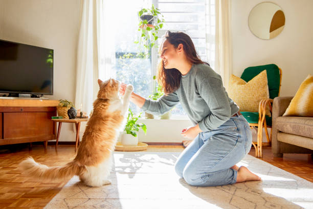 in voller länge eine attraktive junge frau, die in ihrem wohnzimmer kniet und ihrer katze tricks beibringt - cat woman stock-fotos und bilder