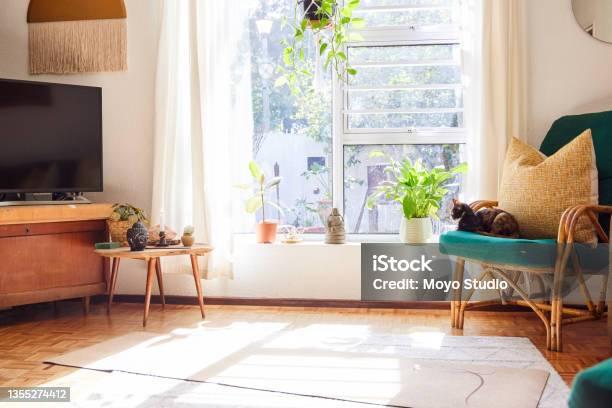 Shot Of A Cat Lying On An Armchair And A Yoga Mat In The Living Room At Home Stock Photo - Download Image Now