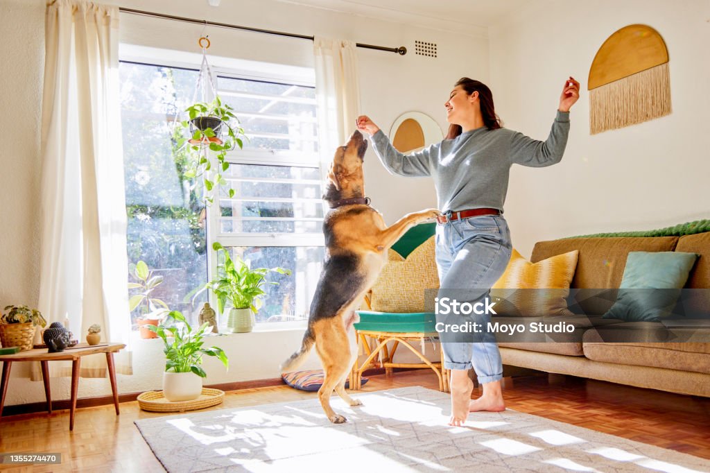 Full length shot of an attractive young woman dancing with her dog in the living room at home I have the best dance partner ever Dog Stock Photo