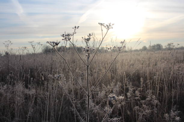 istock frost from snow on grass branches in autumn 1355275426
