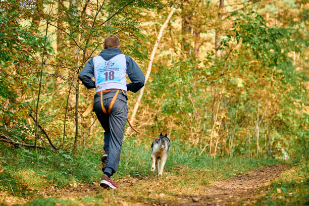 canicross cross country correndo com cachorro, musher correndo com cão husky siberiano, corrida de cães de trenó - men jogging running sports training - fotografias e filmes do acervo