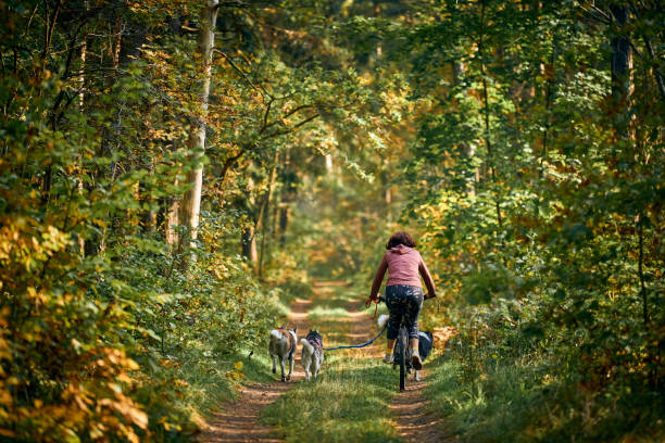 bikejoring sled dogs mushing race, fast siberian husky sled dogs pulling bike running along trail - wheel training sports training bicycle imagens e fotografias de stock