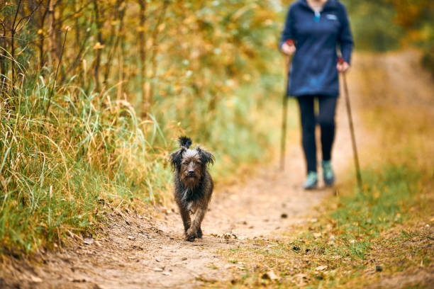 Woman in sportswear walking small shaggy dog, Nordic walking, walking furry brown puppy in autumn Svetly, Russia - October 2, 2021: Woman in sportswear walking small shaggy dog and engaged in Nordic walking. Walking cute furry brown puppy in autumn. Walking outdoor, sports activity nordic walking pole stock pictures, royalty-free photos & images