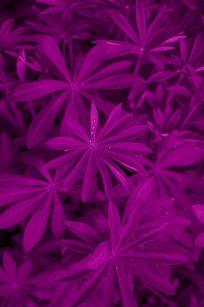 Wet lupine leaves (Lupinus polyphyllus) with rain drops. Velvet violet background. stock photo