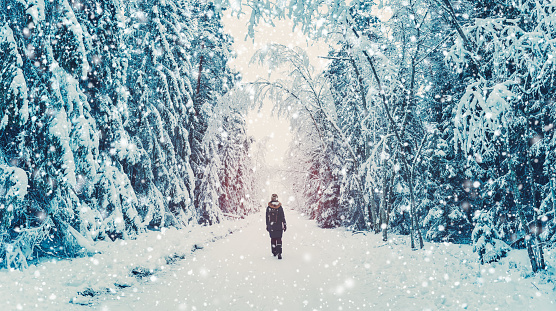 Loneliness woman walking in the winter forest in snowfall. Beautiful natural park in blizzard. Concept of recreation and vacation.