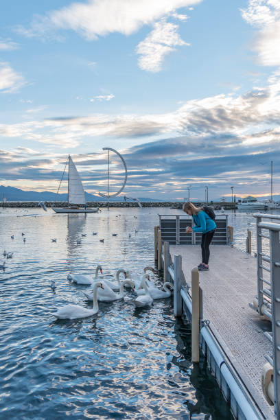 adult woman feeding swans from a pier in lausanne. - travel vertical tourist switzerland imagens e fotografias de stock