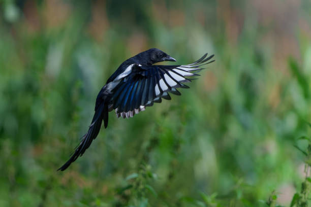 istock Eurasian magpie or common magpie in the countryside 1355280276