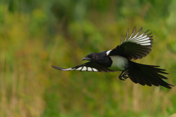 istock Eurasian magpie or common magpie in the countryside 1355280282