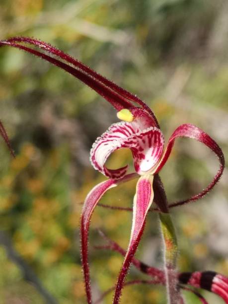 istock Chapmans spider orchid (Caladenia chapmanii) 1355280639