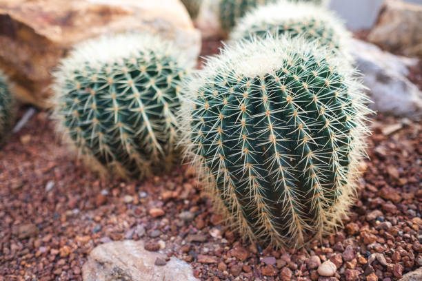 cactus baril doré ou echinocactus grusonii dans le jardin botanique - grusonii photos et images de collection