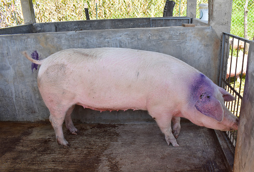 Mother sow sleeping and hungry piglet in the barn