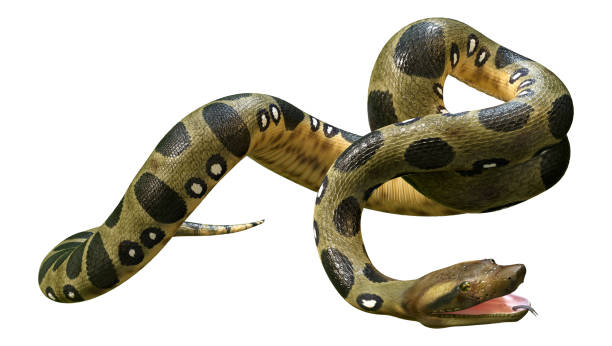 istock 3D illustration green anaconda on white 1355282630