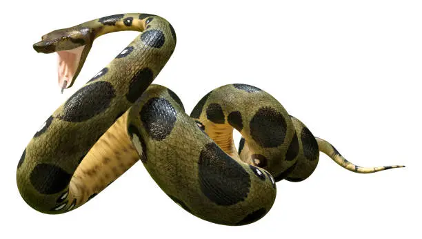 Photo of 3D illustration green anaconda on white